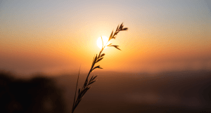A single blade of grass silhouetted against a golden sunrise, symbolizing stillness, presence, and quiet awakening