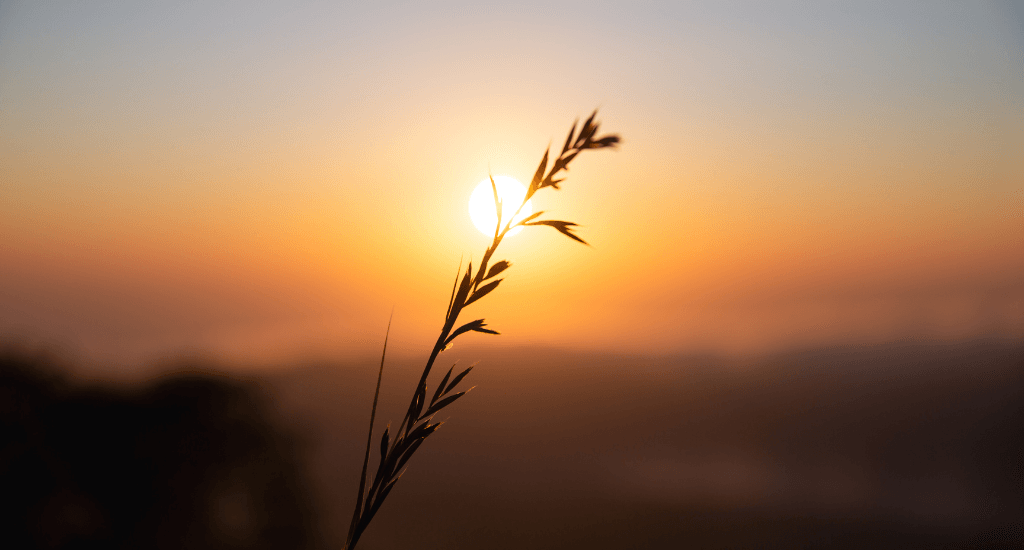A single blade of grass silhouetted against a golden sunrise, symbolizing stillness, presence, and quiet awakening